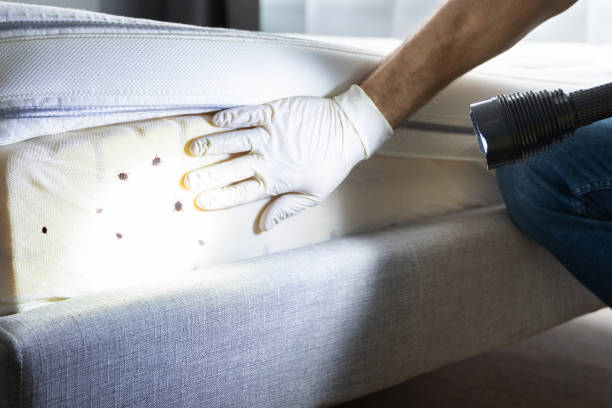 Best Rat Extermination Near Me  in Sandoval, IL